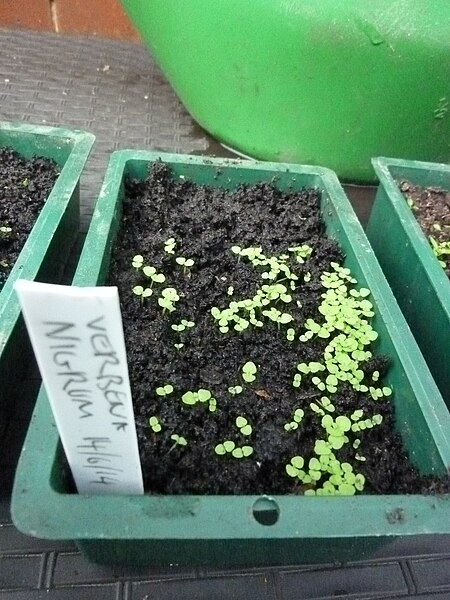 File:Verbena nigrum seedling 1.JPG