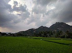 View of Kalvarayan Hills from Arasampattu.jpg