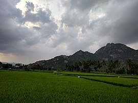 Blick auf die Kalvarayan Hills von Arasampattu.jpg