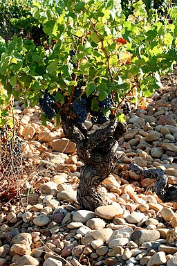 Vine growing Rhône Valley - Châteauneuf-du-Pape