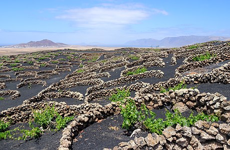 Viticulture, Tiagua Lanzarote