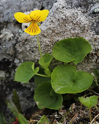 <i>Viola biflora</i> Species of flowering plant in the family Violaceae