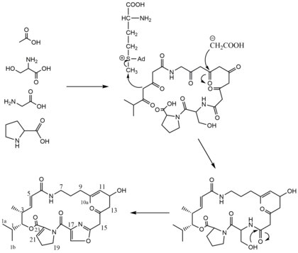 Biosynthesis of Pristinamycin IIA Virginiamycin M1 Biosynthesis 3.tif