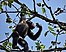 Voa Guinea chimpanzee picking 30jan08.jpg