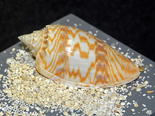 <i>Amoria hunteri</i> Species of gastropod
