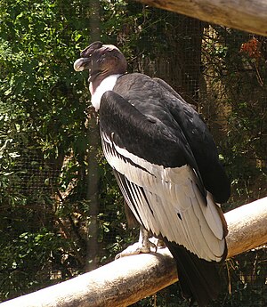 Andean Condor