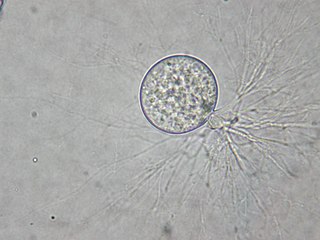 Chytriomycetaceae family of fungi