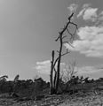 * Nomination: Walk across the Hulshorsterzand. Dead tree. --Famberhorst 05:57, 26 April 2017 (UTC) * * Review needed