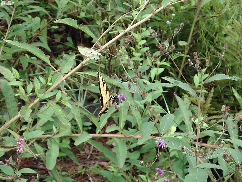 File:Weeks Bay National Estuarine Research Reserve-10.jpg