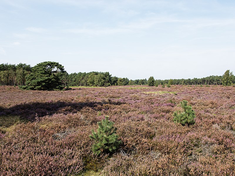 File:Wekeromse Zand (50385885912).jpg