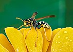 Februari: Huspappersgeting (Polistes dominula)