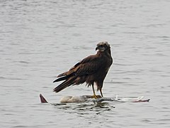 Western Marsh Harrier atop floating dead bird.jpg