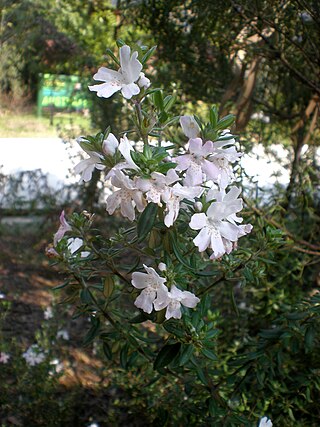 <i>Westringia brevifolia</i> Species of flowering plant