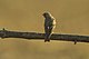 White-rumped Seedeater - Gambia (32270398890).jpg