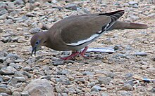 Eating large seed in San Jose, Costa Rica White-winged dove.jpg