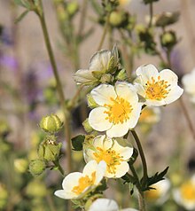 Close up of flower White cinquefoil Potentilla glandulosa close.jpg