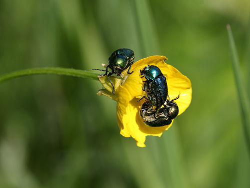 Beetles mating