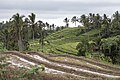 * Nomination: Rice Terrace in jatiluwih Bali--Eka343 15:48, 17 January 2024 (UTC) * * Review needed