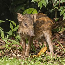 Juvenile in Pulau Ubin island, Singapore Wild boar (Sus scrofa vittatus) juvenile.jpg