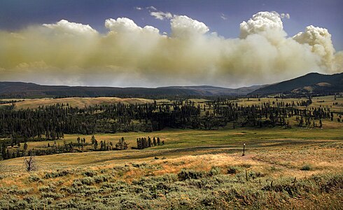 Wildfire in Yellowstone Natinal Park produces Pyrocumulus clouds