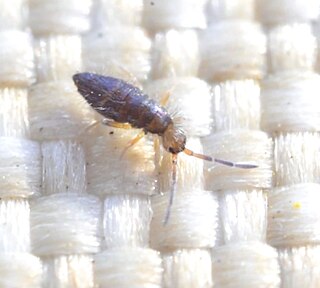 <i>Willowsia buski</i> Species of springtail