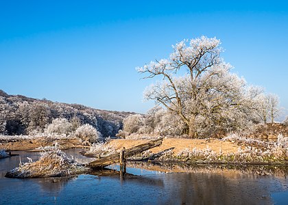 Willows covered with hoarfrost covered on the Regnitz River