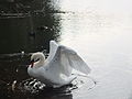 Wzwz Swan 02.jpg