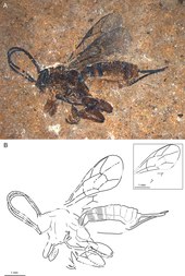 Xanthopimpla messelensis Xanthopimpla messelensis sp. nov., holotype SF MeI 16988.tiff