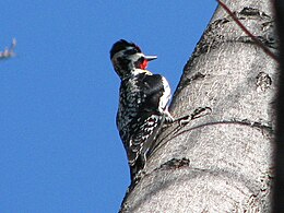 Hím sárgahasú cukorharkály (Sphyrapicus varius)