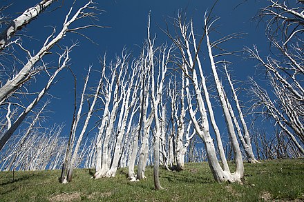 Dead trees near the summit of Mt. Washburn. These trees are the victims of a massive forest fire in 1988 that burned through over 30% of the forest running through the park.