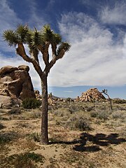 Joshua Tree National Park