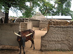 Zebu in Kamerun