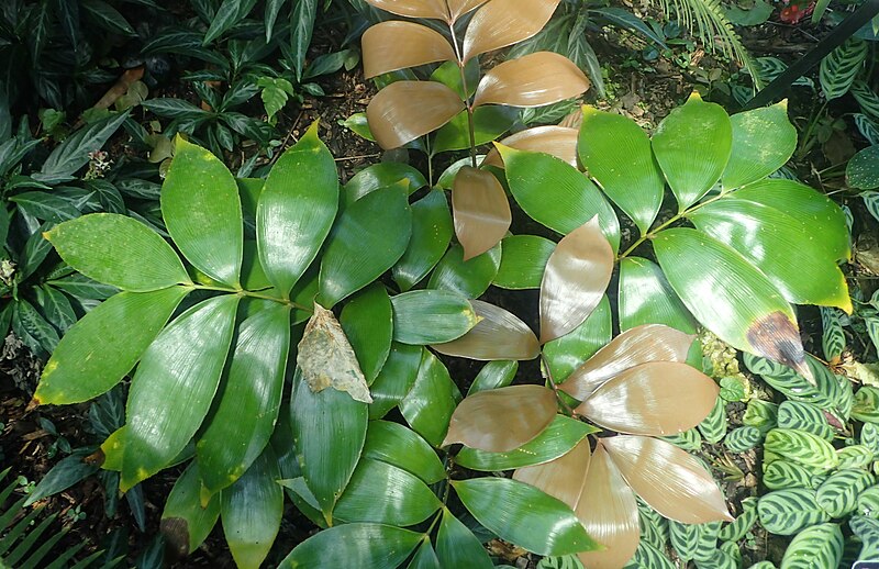 File:Zamia purpurea kz2.jpg