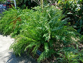 <i>Zamia vazquezii</i> Species of cycad