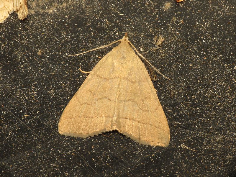 File:Zanclognatha tarsipennalis (9244588699).jpg