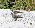 Zebra Dove (Geopelia striata), Sungei Buloh Reserve, Singapore.jpg