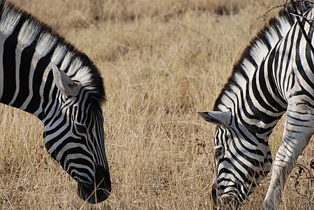 Fail:Zebras Africa.jpg