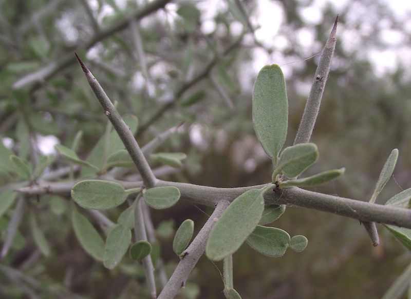 File:Zizyphus obtusifolia.jpg