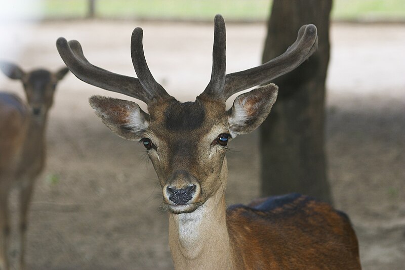 File:Zoo América-2819-Dama dama.jpg