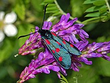 Zygaenidae - Zygaena (Zygaena) lonicerae-001.JPG