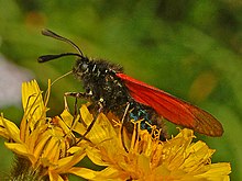 Zygaenidae - Zygaena purpuralis-001.JPG