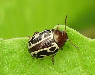 <i>Zygogramma piceicollis</i> Species of beetle