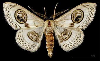 (MHNT) Problepsis ocellata - Cirali Turkey - Male dorsal.jpg