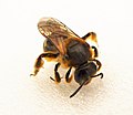 (Orange-footed Flower Bee) Lasioglossum xanthopus (28724418567).jpg