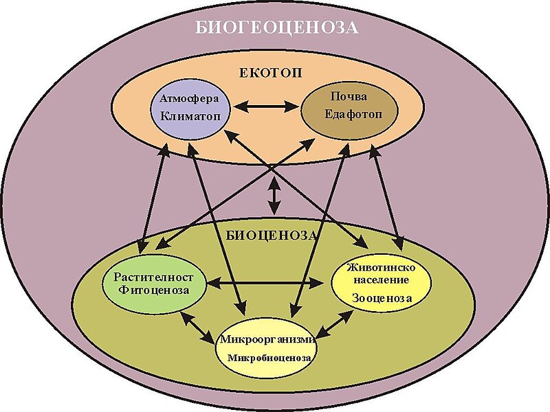 File:Екологично равновесие.jpg