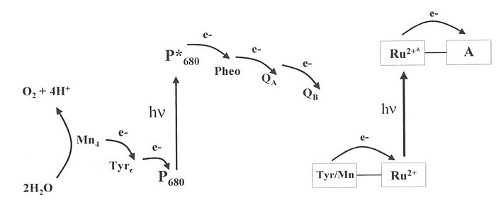 Расщепление в фотосинтезе. Z схема фотосинтеза. Пики фотосинтеза. Water-splitting Reaction.