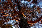 Сосна обыкновенная (Pinus sylvesrtris L.)