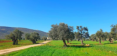 תמונות מהשומרון