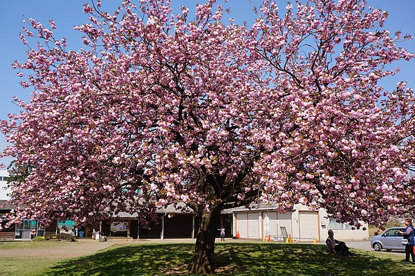 Prunus serrulata 'Kanzan' or 'Sekiyama', one of the most popular cherry tree cultivars in Europe and North America, selected for the British Award of 