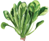 菠菜spinach.png